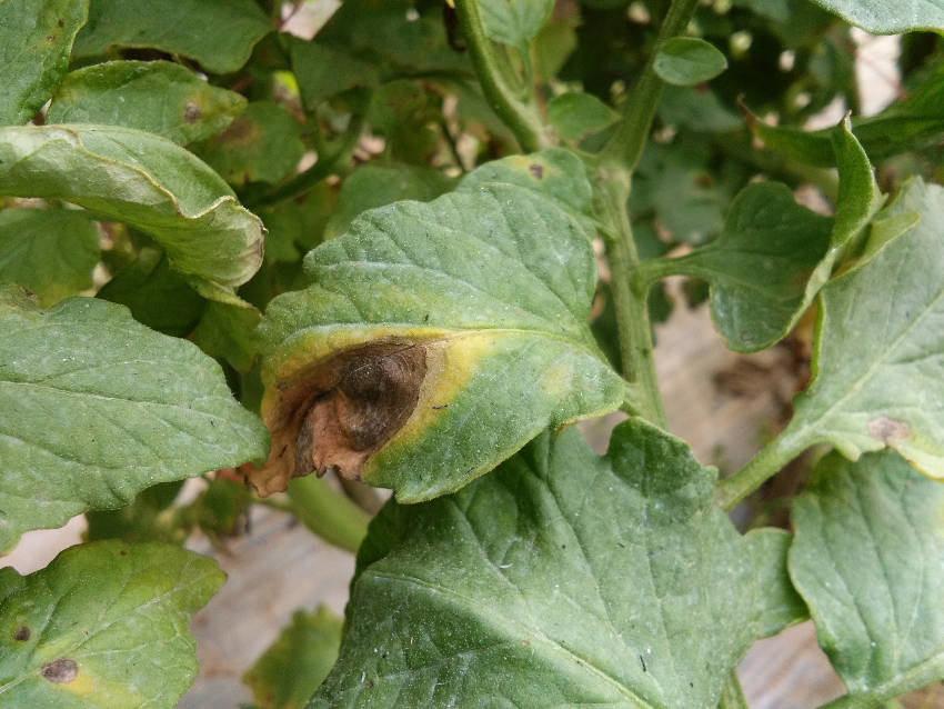 tomato early blight